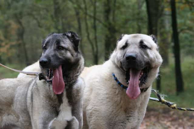 tuổi thọ kangal khá cao