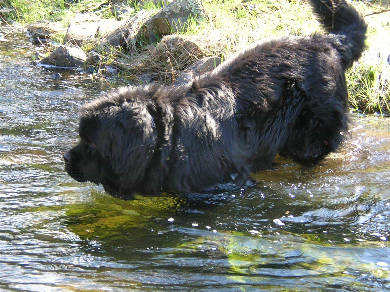 Môi trường sống của giống chó Newfoundland