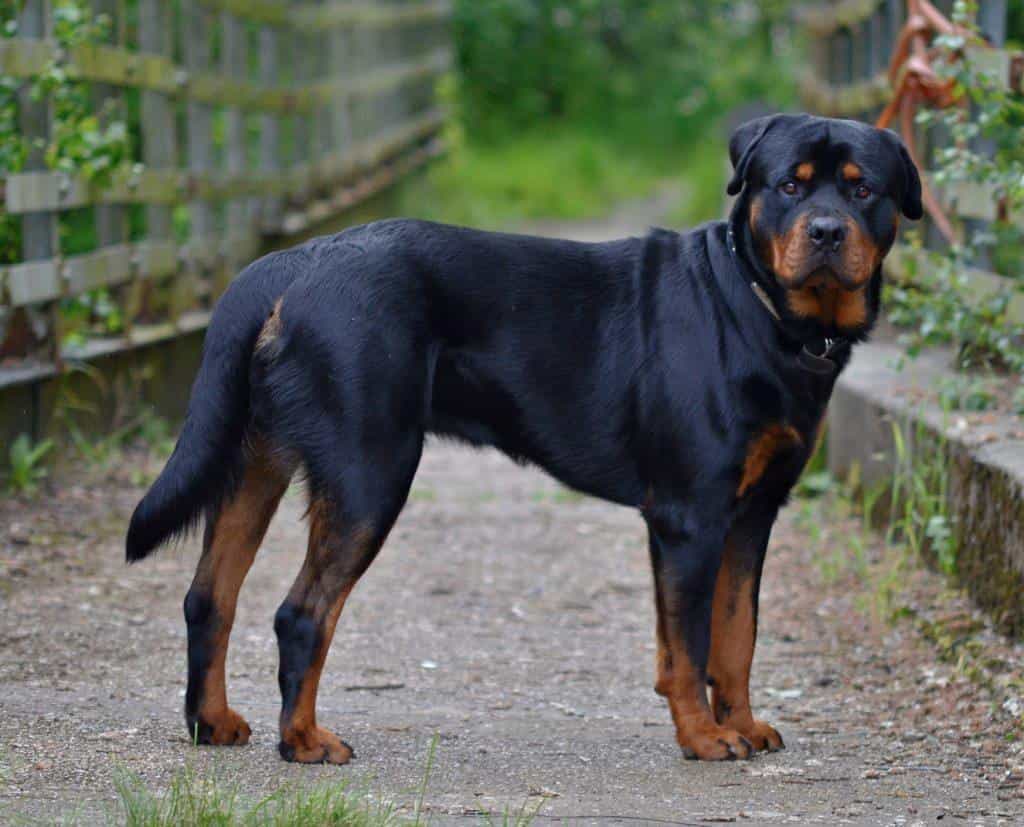 Chó Rottweiler ở Việt Nam.