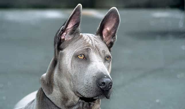 Chó Xoáy Thái Lan nhìn từ phía trước