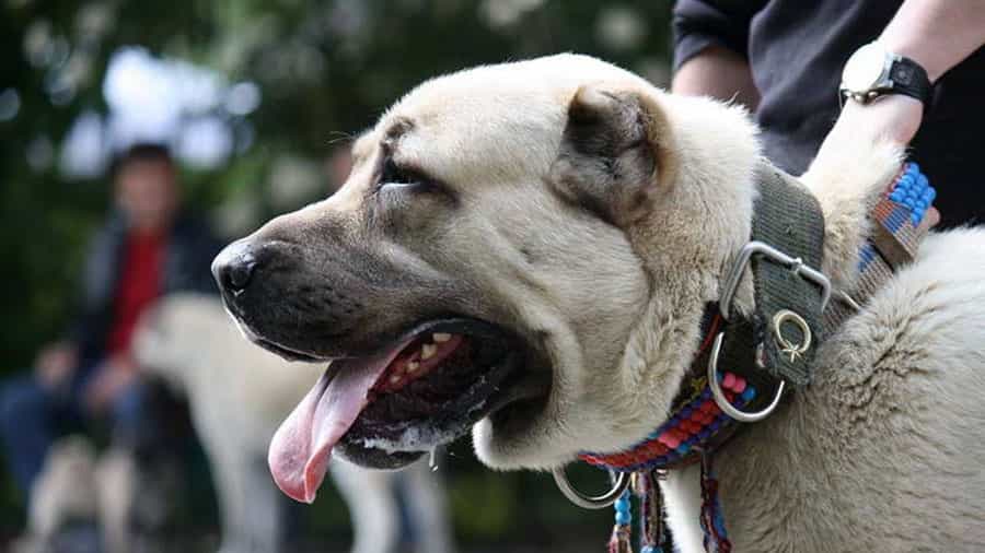 một chú chó kangal