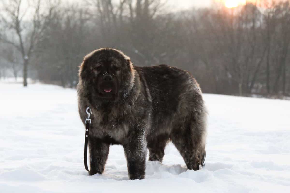 caucasus đen trên tuyết trắng buổi chiều
