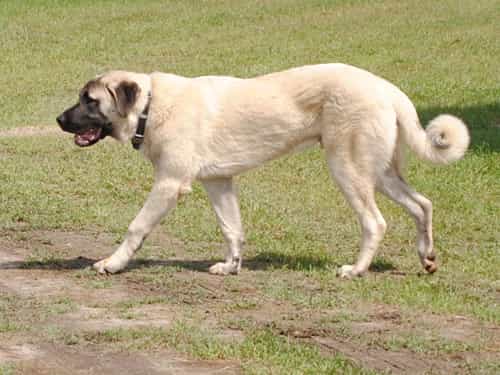 cho-kangal-truong-thanh-4