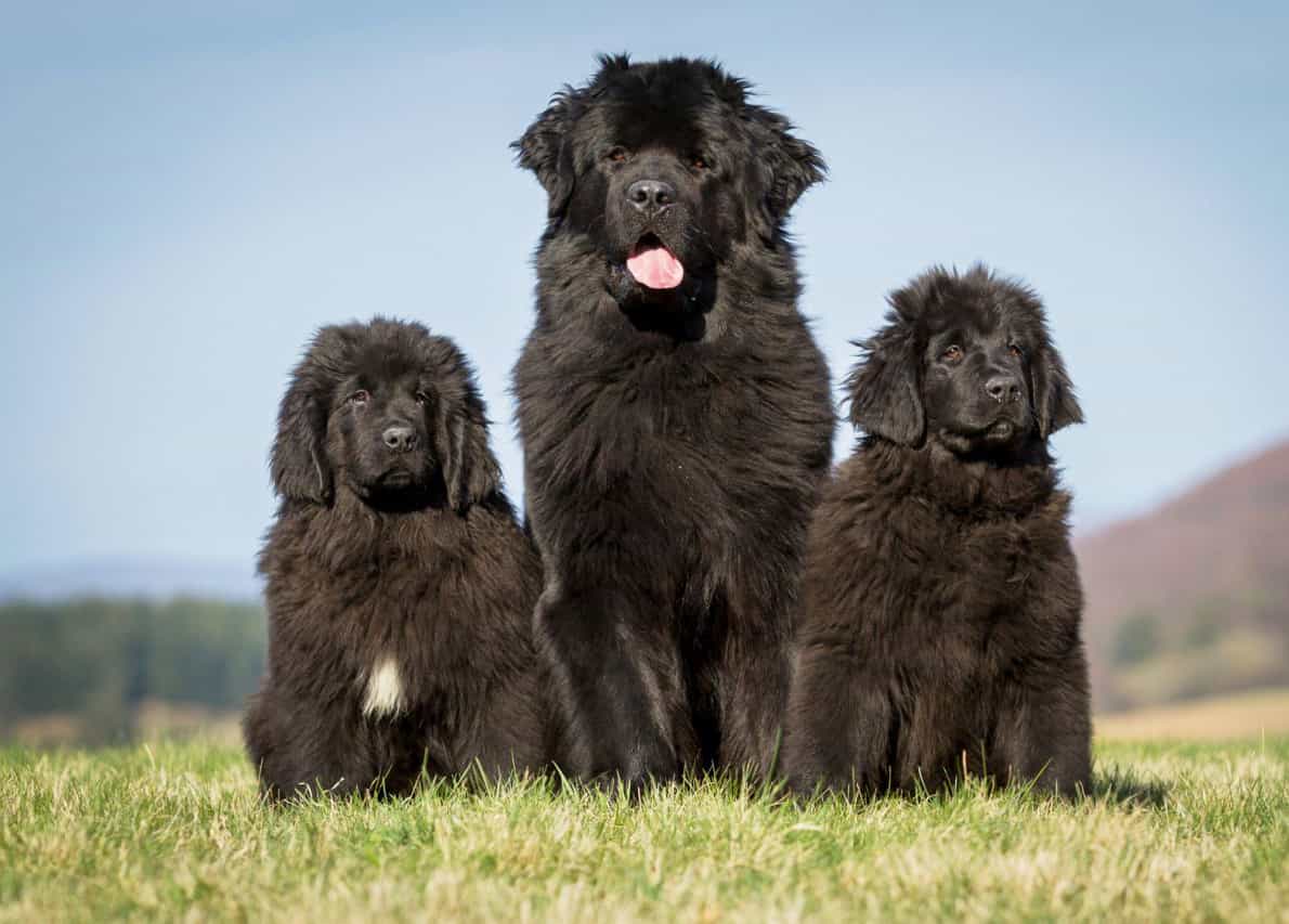Những chú chó cứu hộ Newfoundland
