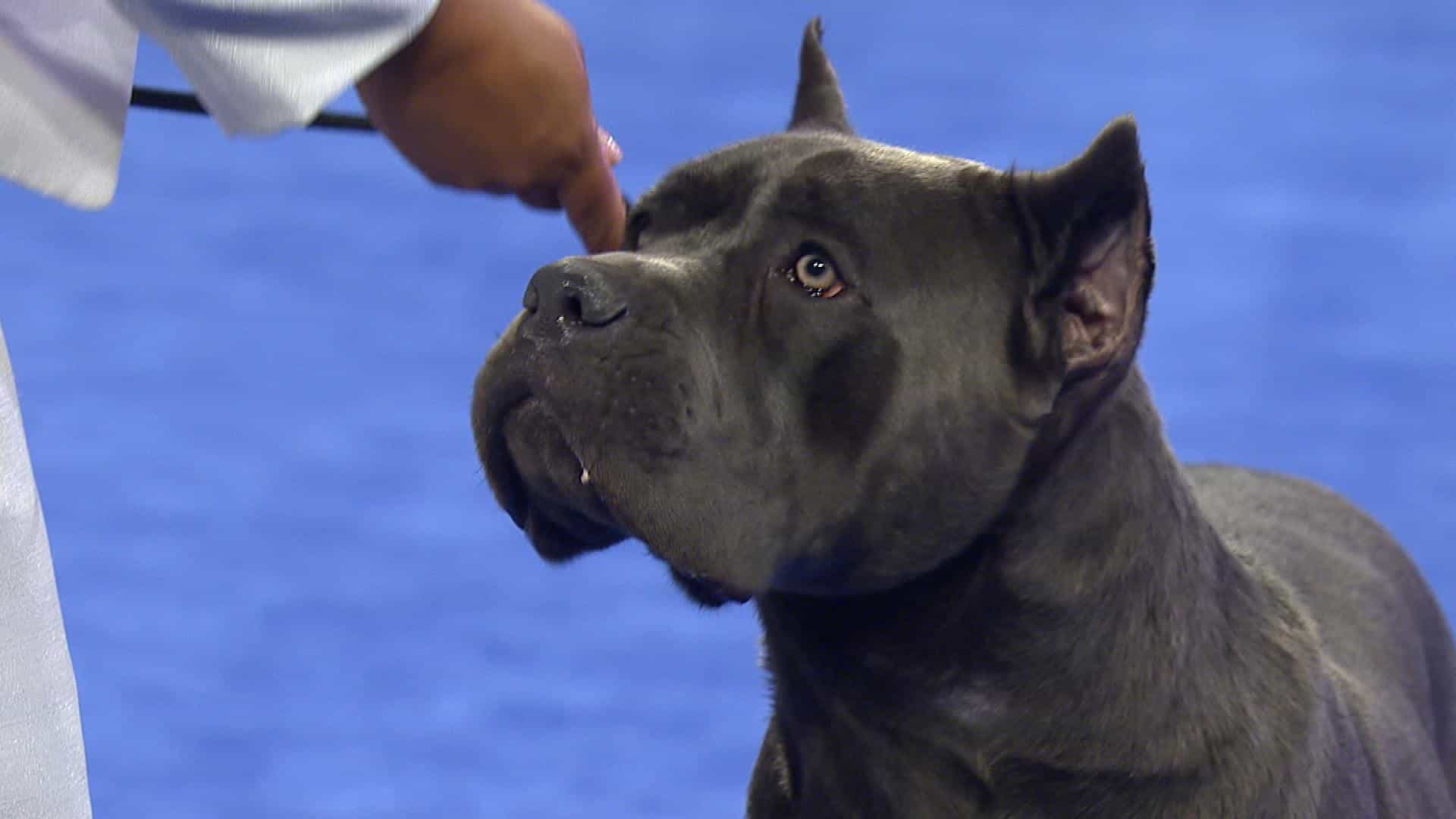 Chó Ngao Ý đang nhìn chủ