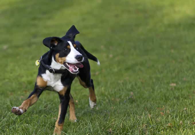 Saint Bernard lai giống từ chó núi thụy sĩ