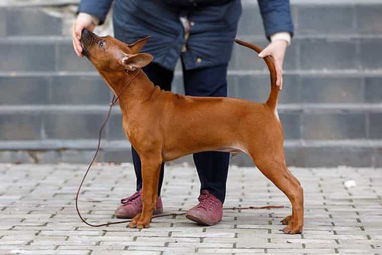 Chó xoáy Thái Lan cùng với chủ