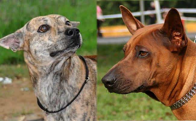 Chó Xoáy Thái Lan đang nằm trong vòng tranh cãi về nguồn gốc