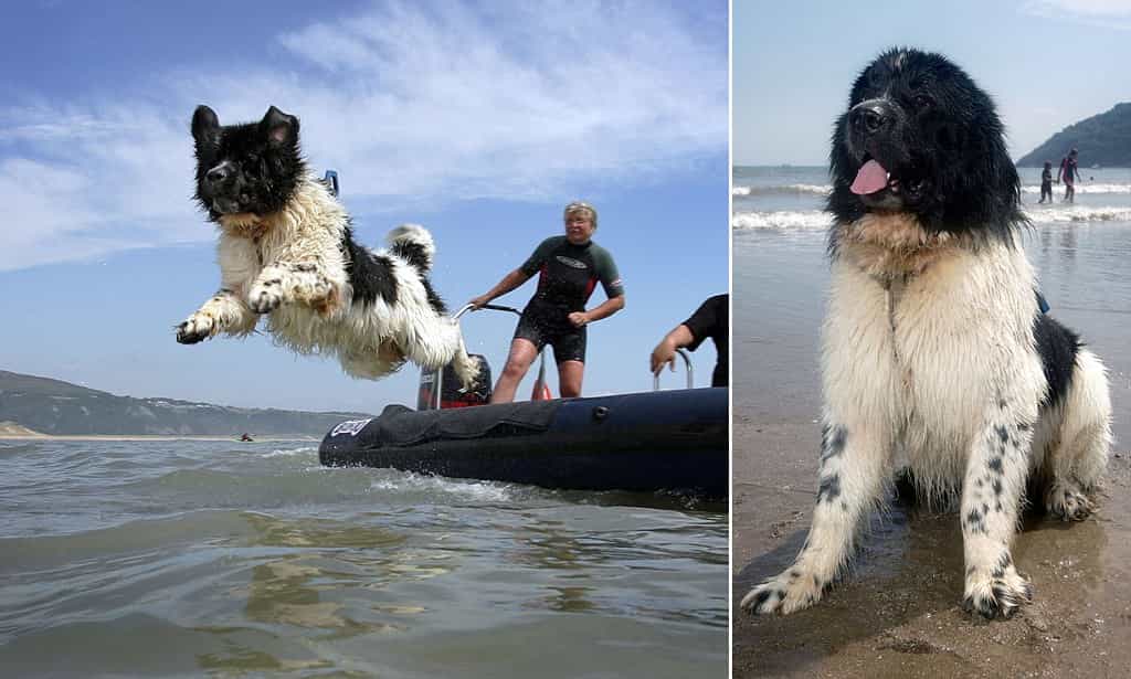 Vai trò hữu ích của chó Newfoundland
