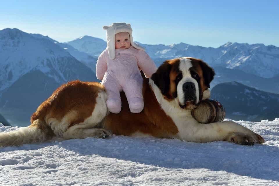 Saint Bernard và em bé