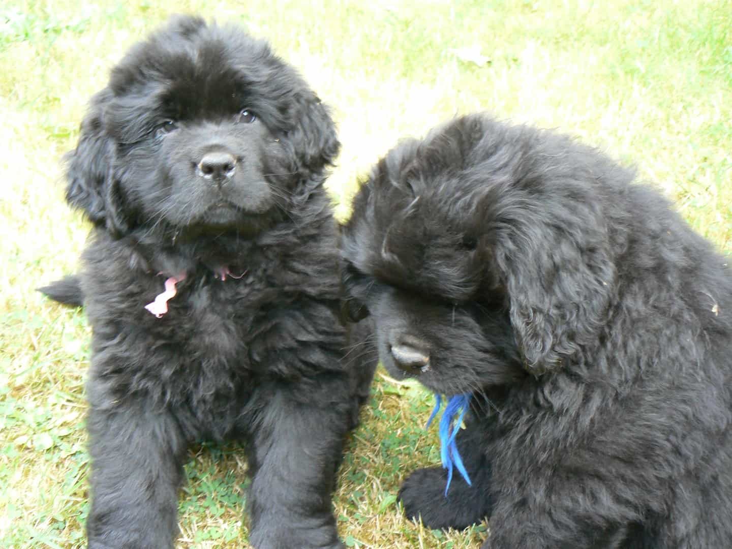 Độ phổ biến của giống chó Newfoundland
