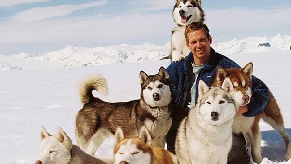 ảnh trong phim eight below