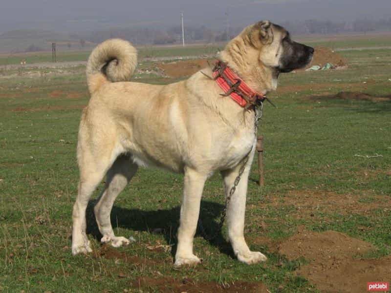 một con kangal lông vàng