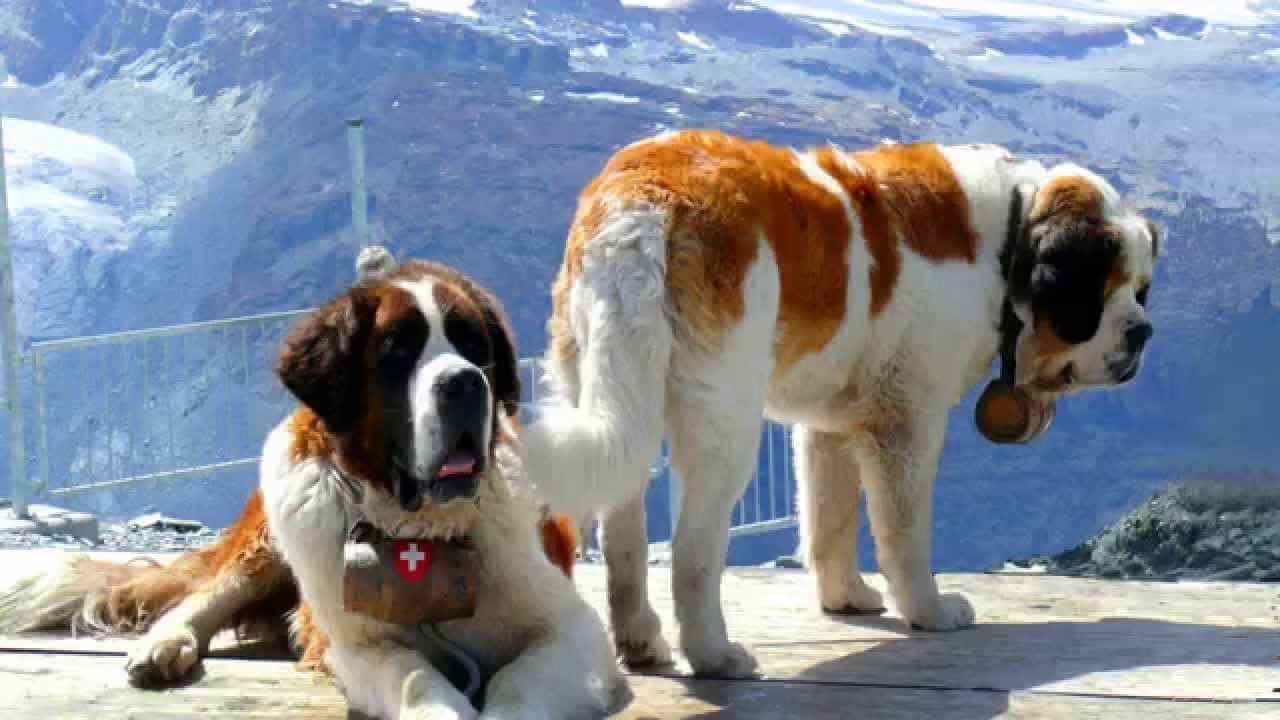 Saint Bernard trước cảnh núi