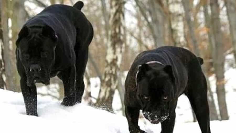 Chó Ngao Ý trên nền tuyết