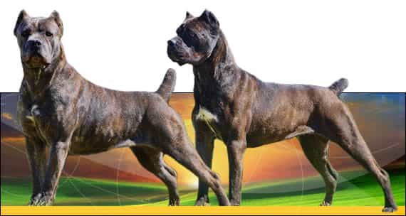 Chó Ngao Ý được sử dụng trong chiến tranh