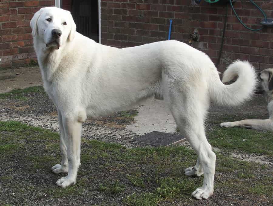 một con kangal trắng