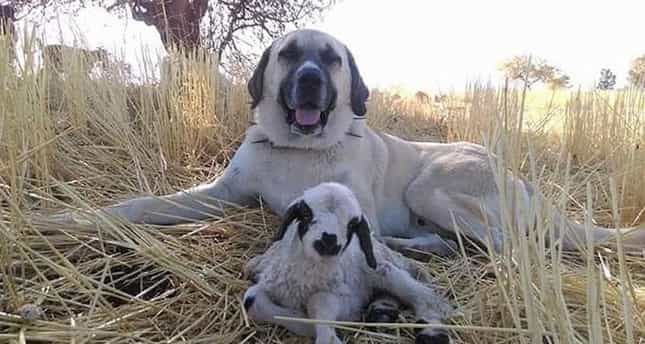 Kangal có lực cắn rất mạnh