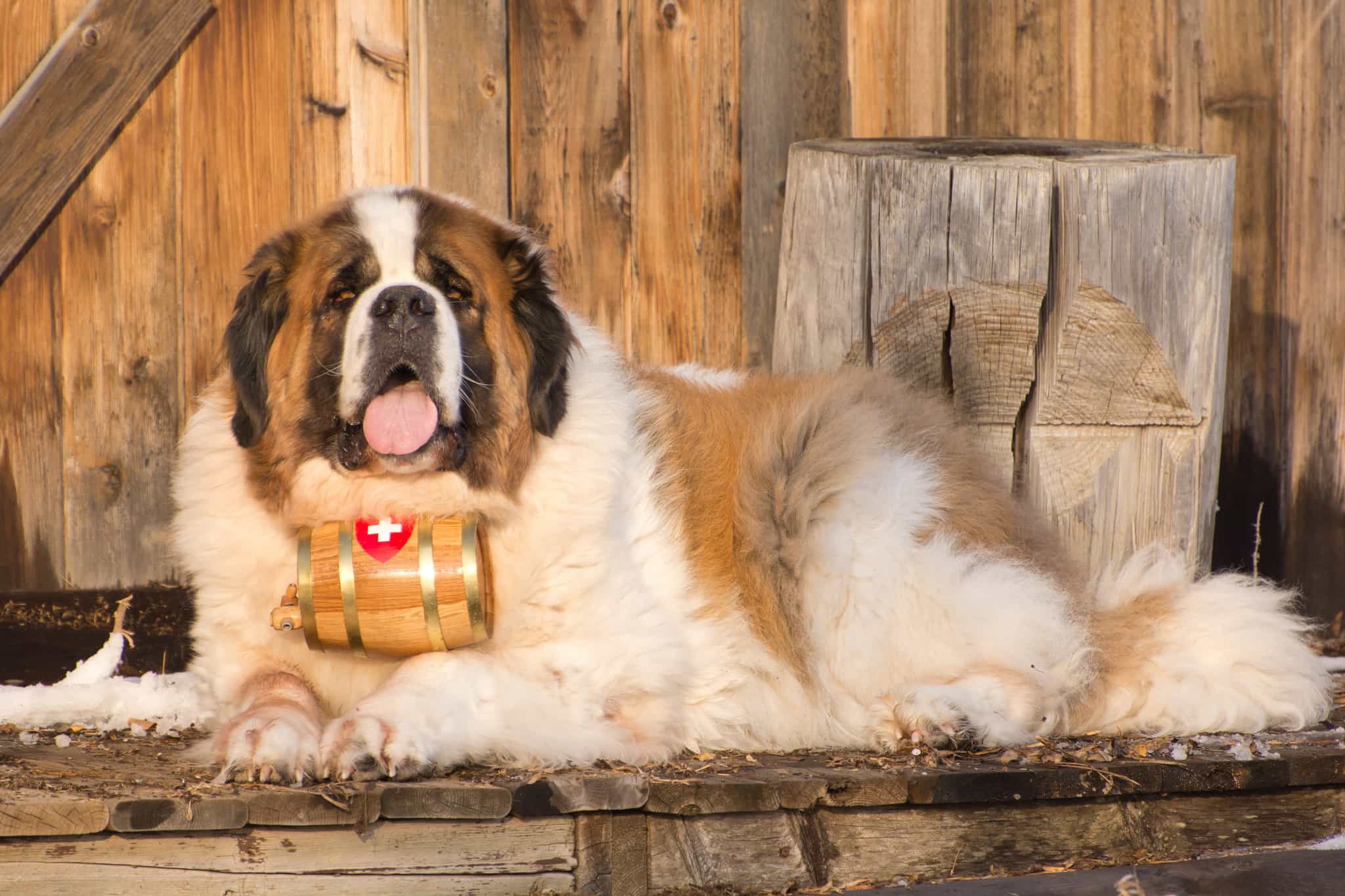 Saint Bernard với vòng cổ của mình