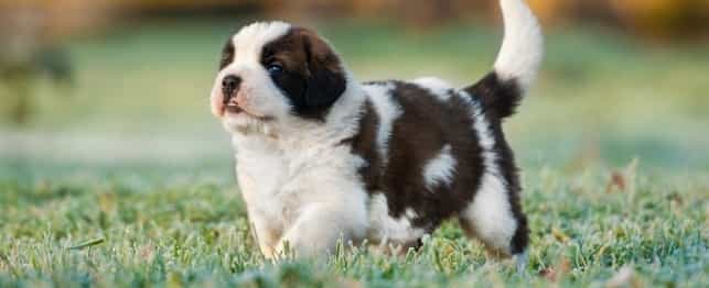 Saint Bernard một tháng tuổi