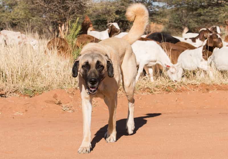 mot-con-cho-kangal-dang-chan-cuu