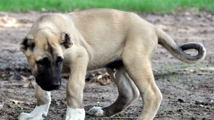 kangal con