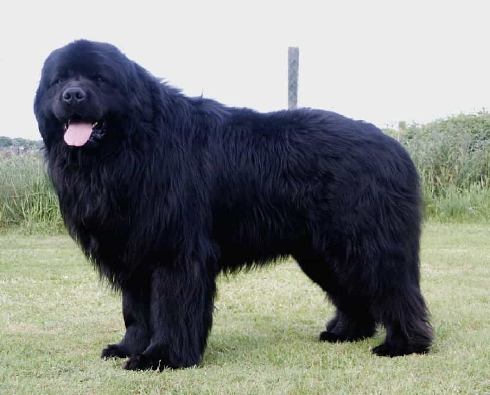 Giống chó Newfoundland có thân hình khá đồ sộ
