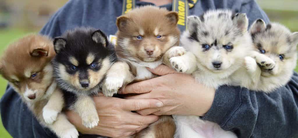 những chú chó pomsky trong tay chủ của chúng