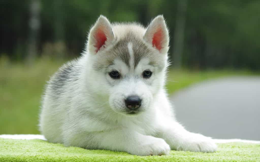 một chú pomsky lông trắng