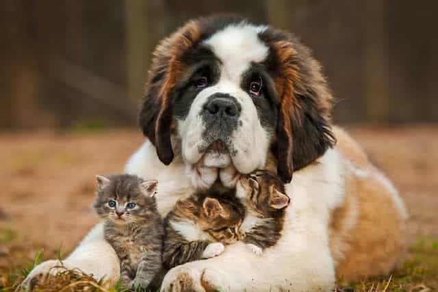 Saint Bernard cùng mèo con