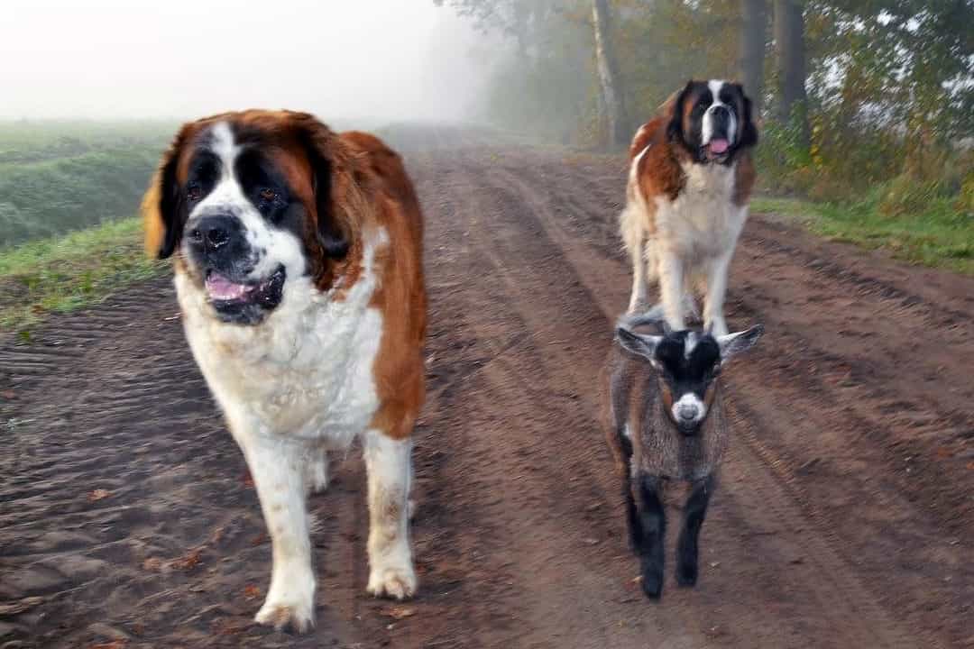 Saint Bernard có kích thước lớn