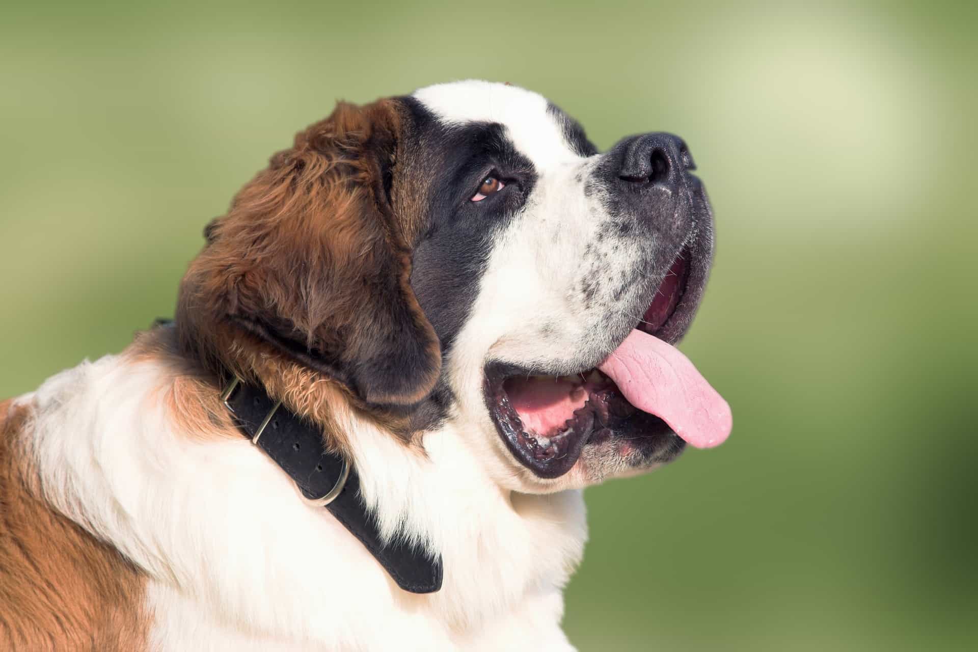 Saint Bernard có giá khá cao
