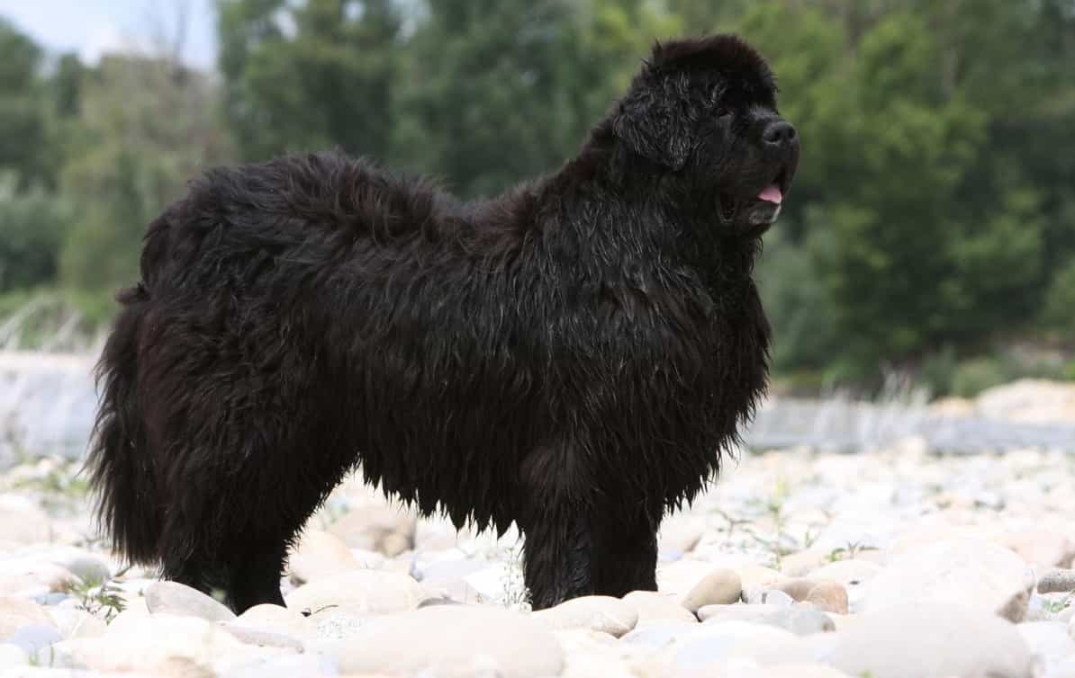 Nên cho Newfoundland ăn thức ăn phù hợp