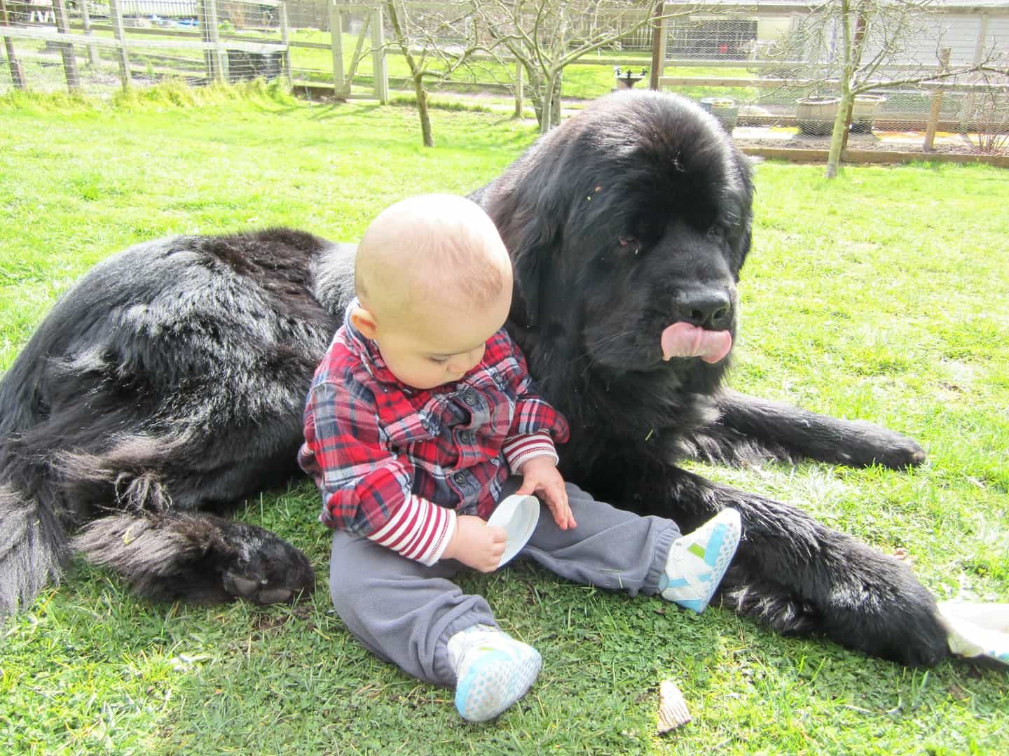 Giống chó Newfoundland rất thân thiện với mọi người