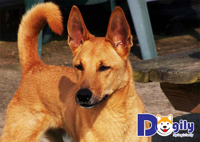 Chó Lài là một trong số các giống chó ta cực kỳ thông minh